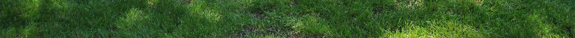Grass